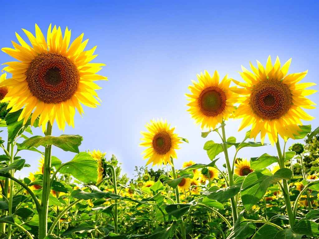 Beautiful sunflower close-up wallpaper (1) #18 - 1024x768