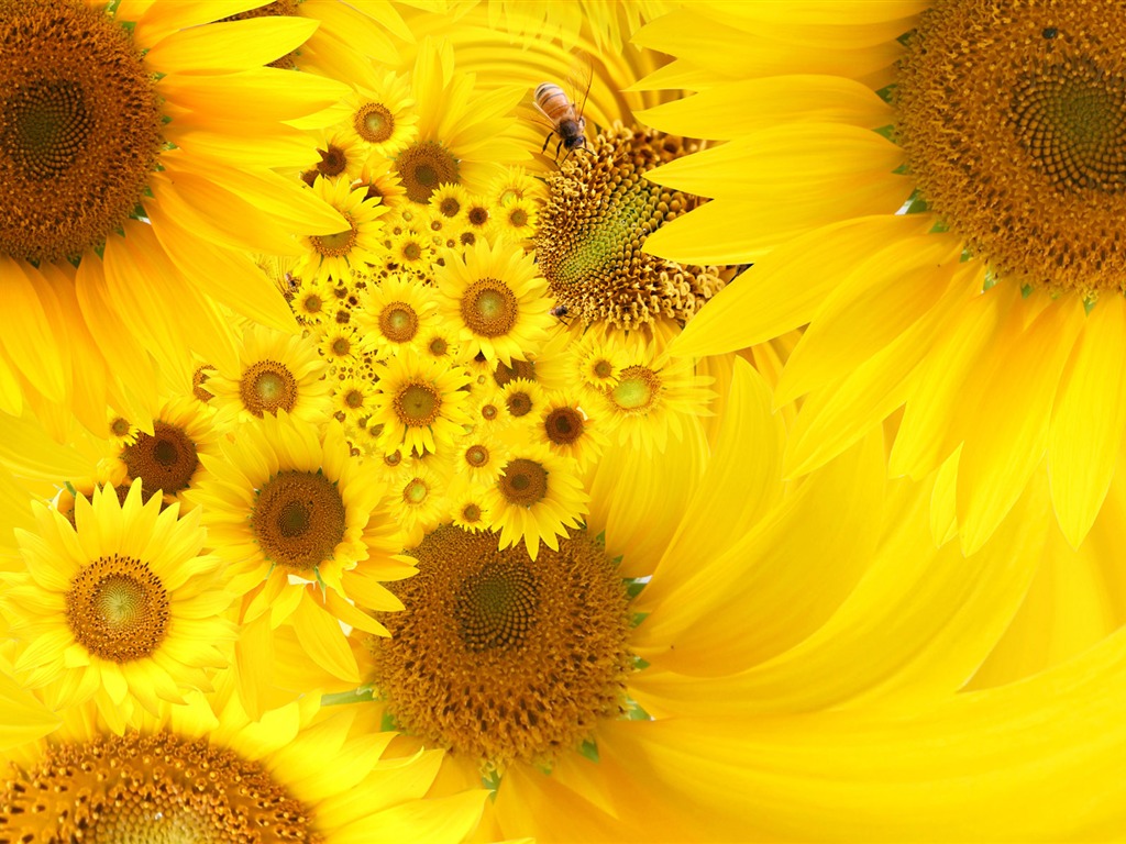 Beautiful Sonnenblumen Nahaufnahme Wallpaper (1) #19 - 1024x768