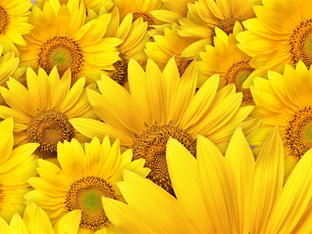 Beautiful sunflower close-up wallpaper (1) #20 - 1024x768