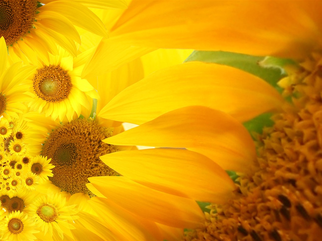 Beautiful sunflower close-up wallpaper (2) #1 - 1024x768