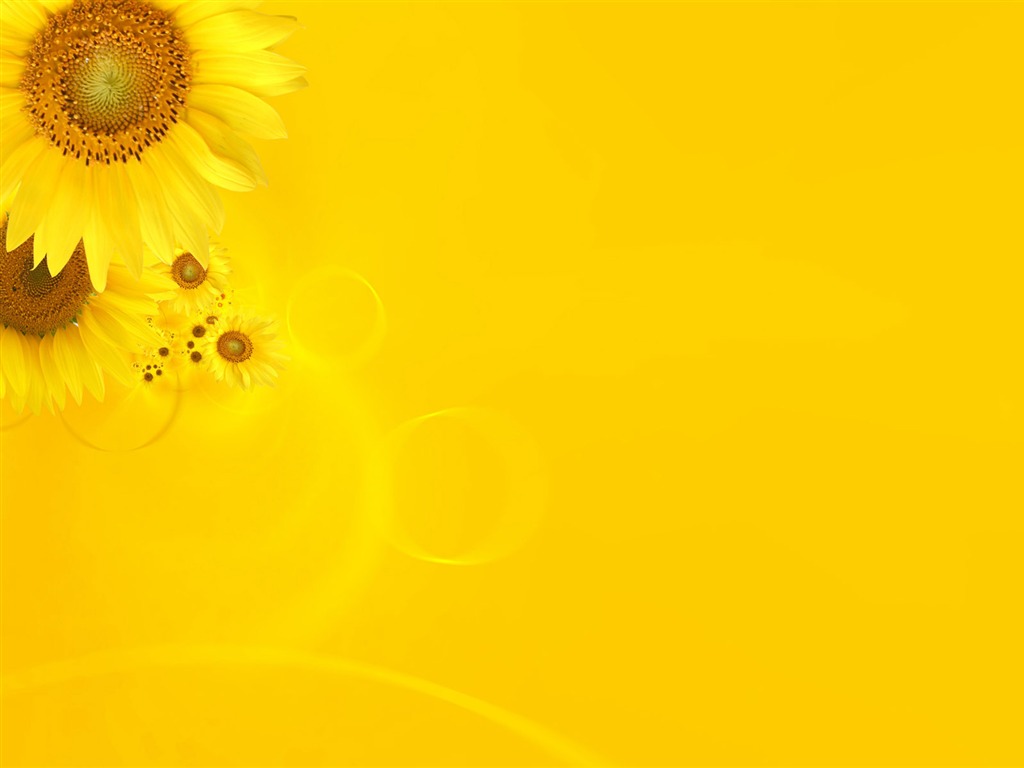 Beautiful sunflower close-up wallpaper (2) #2 - 1024x768