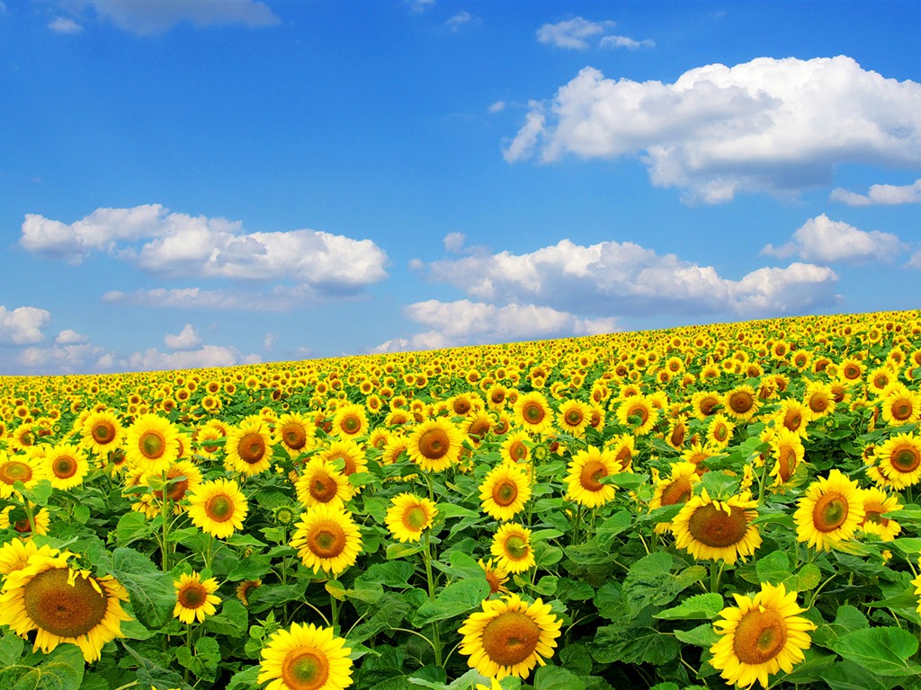 Beautiful sunflower close-up wallpaper (2) #3 - 1024x768