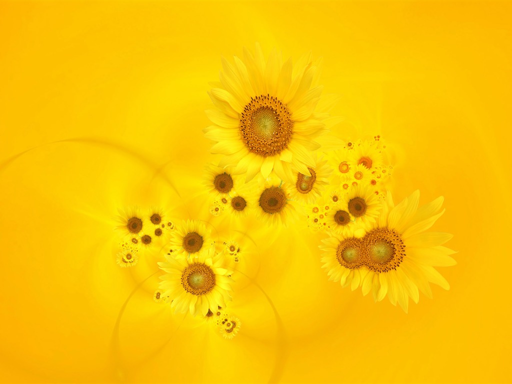 Beautiful Sonnenblumen Nahaufnahme Wallpaper (2) #5 - 1024x768