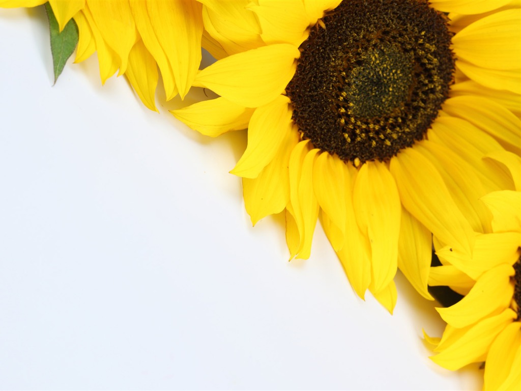 Beautiful sunflower close-up wallpaper (2) #6 - 1024x768