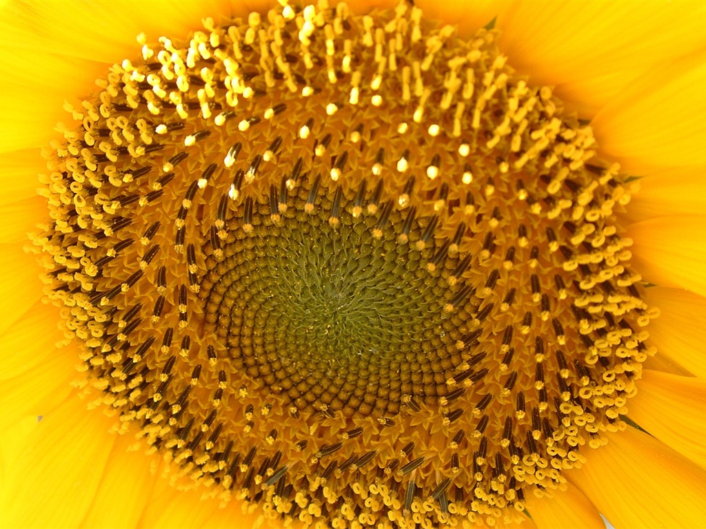 Beautiful sunflower close-up wallpaper (2) #7 - 1024x768