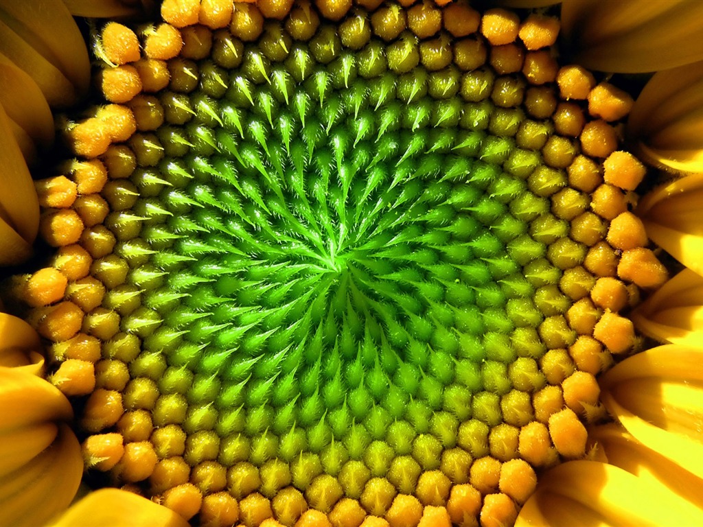 Beautiful sunflower close-up wallpaper (2) #8 - 1024x768
