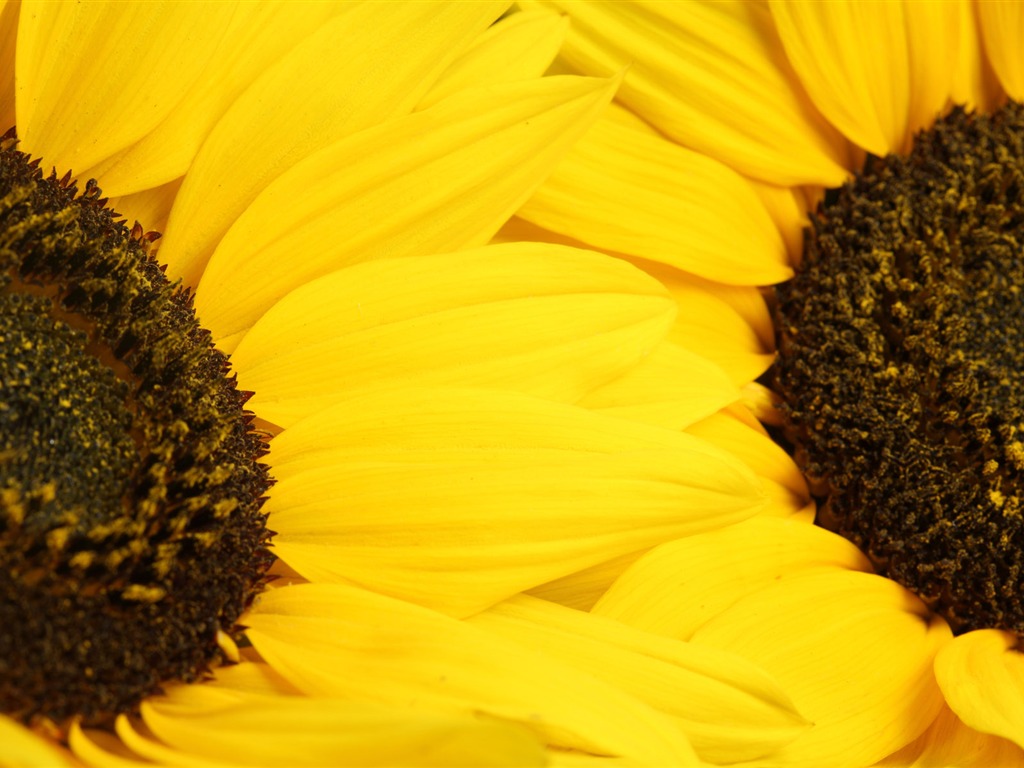 Beautiful sunflower close-up wallpaper (2) #11 - 1024x768