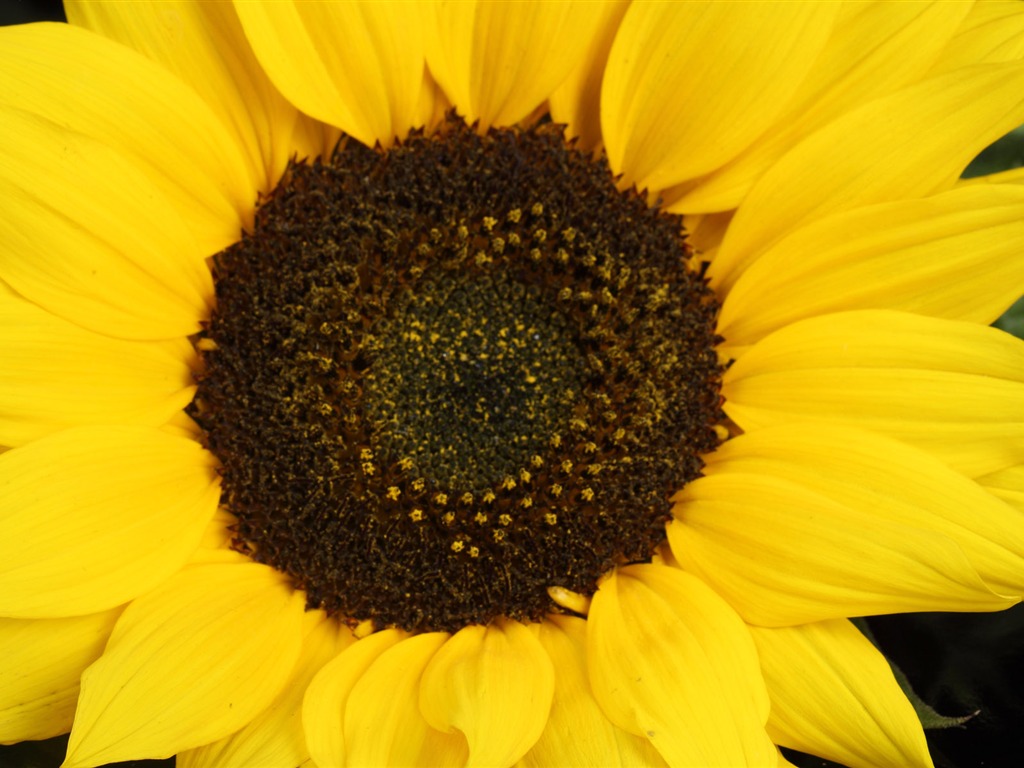 Beautiful sunflower close-up wallpaper (2) #12 - 1024x768