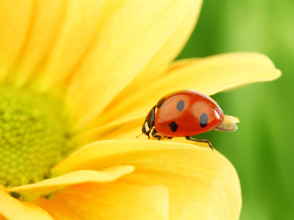 Beautiful sunflower close-up wallpaper (2) #14 - 1024x768