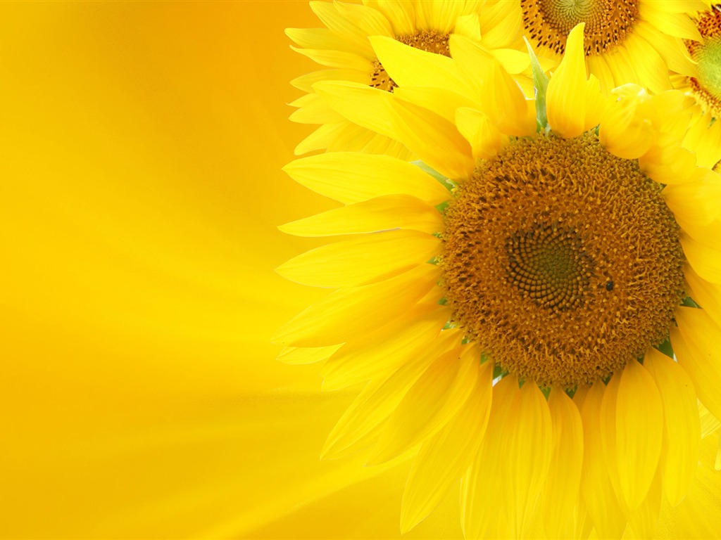 Beautiful sunflower close-up wallpaper (2) #15 - 1024x768