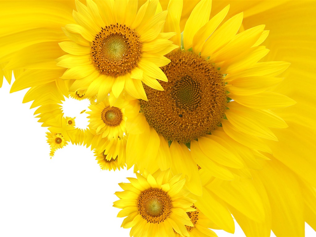 Beautiful sunflower close-up wallpaper (2) #16 - 1024x768