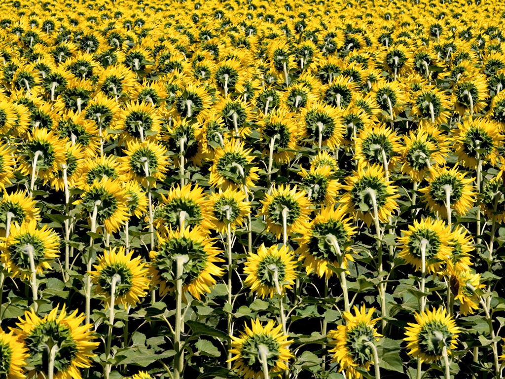 Beautiful sunflower close-up wallpaper (2) #17 - 1024x768