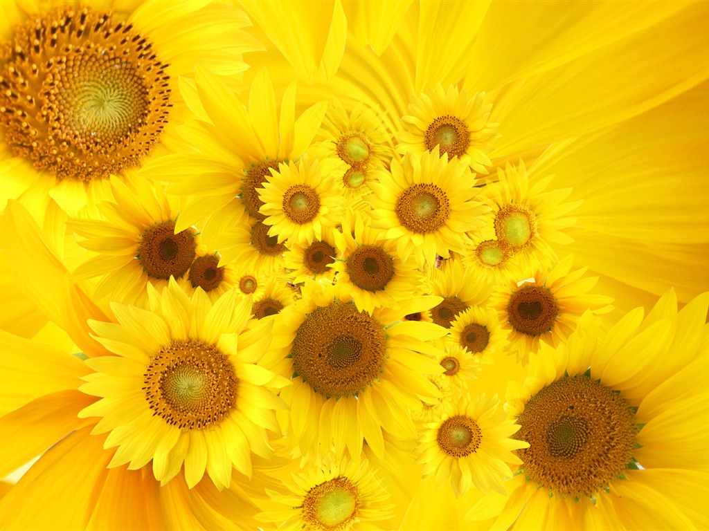 Beautiful sunflower close-up wallpaper (2) #20 - 1024x768