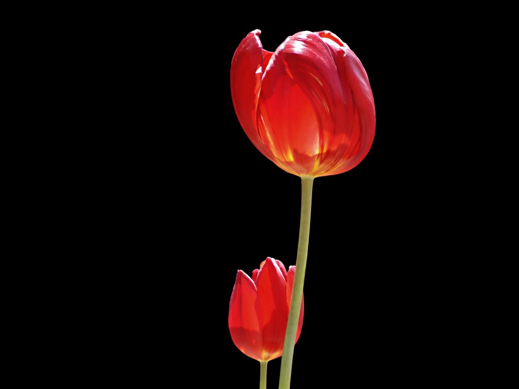 Tulip wallpaper album (8) #3 - 1024x768