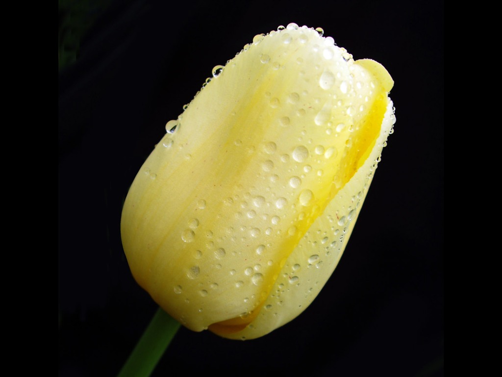 Tulip wallpaper album (8) #4 - 1024x768