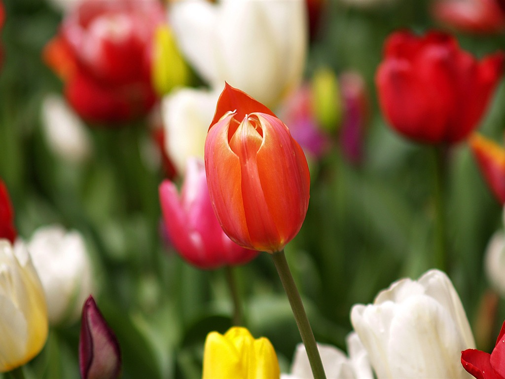 Tulip wallpaper album (8) #7 - 1024x768