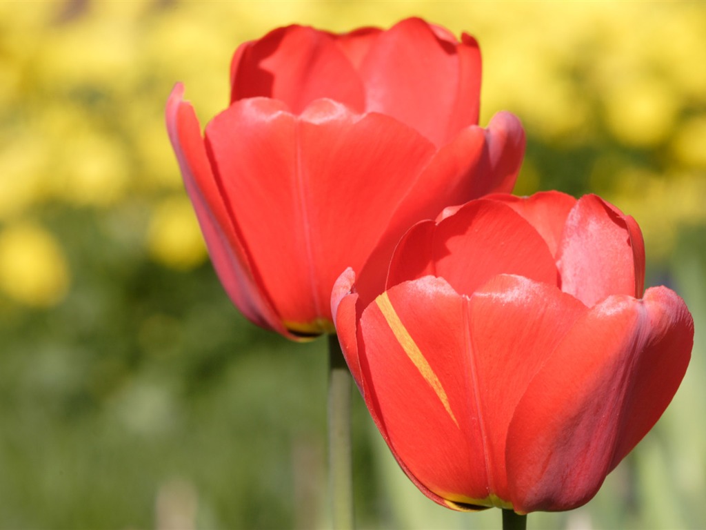 Tulip wallpaper album (8) #10 - 1024x768