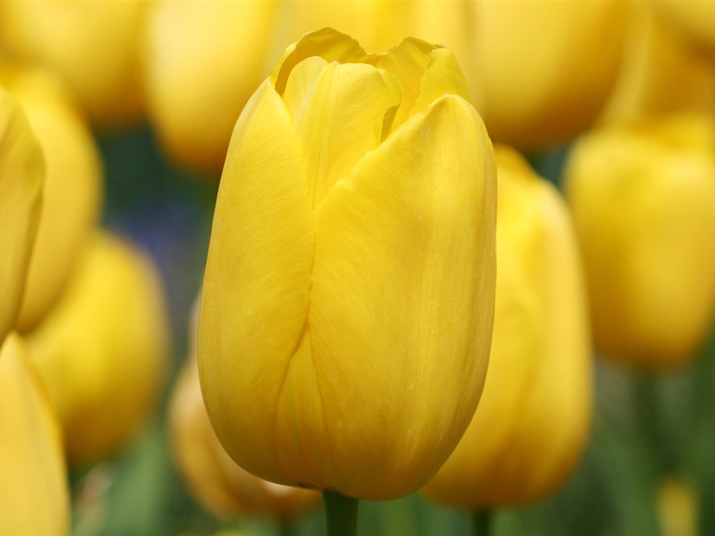 Tulip wallpaper album (8) #16 - 1024x768