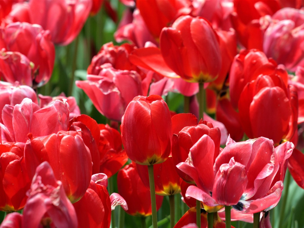 Tulip wallpaper album (8) #17 - 1024x768