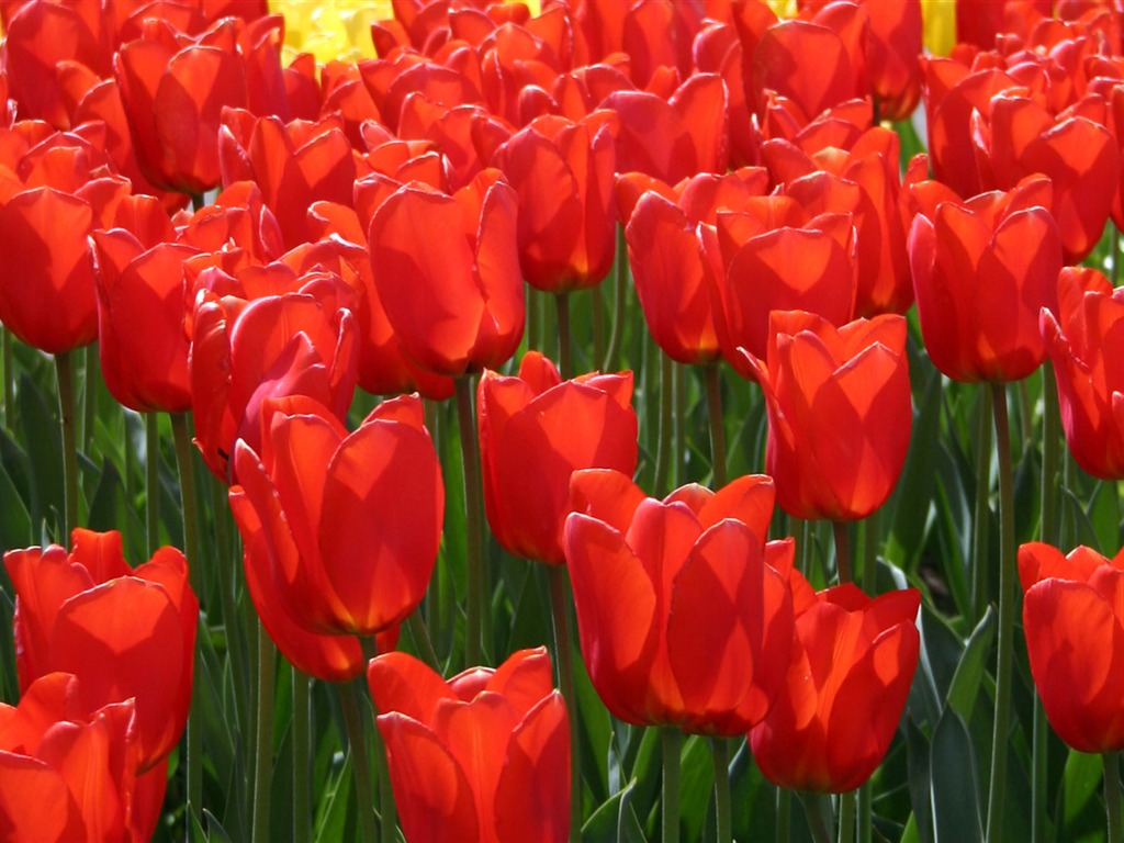 Tulip wallpaper album (9) #16 - 1024x768