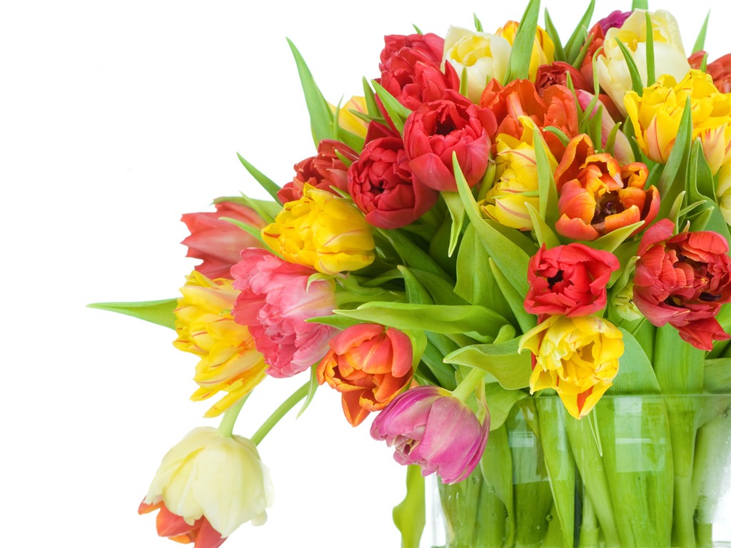 Tulip tapety album (9) #18 - 1024x768