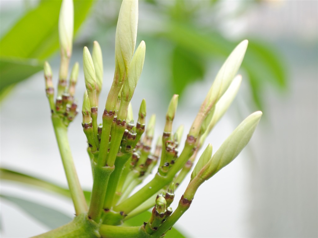 Macro Flower Grass (1) (genzhukou works) #3 - 1024x768