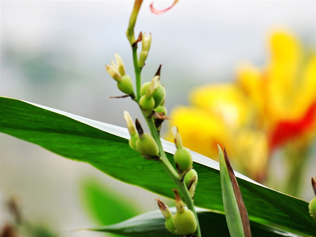 Macro Flower Grass (1) (genzhukou works) #13 - 1024x768