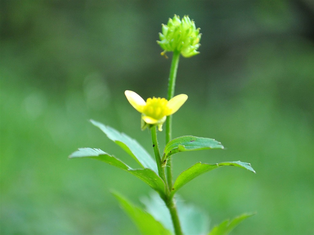 Macro Flower Grass (1) (genzhukou works) #16 - 1024x768