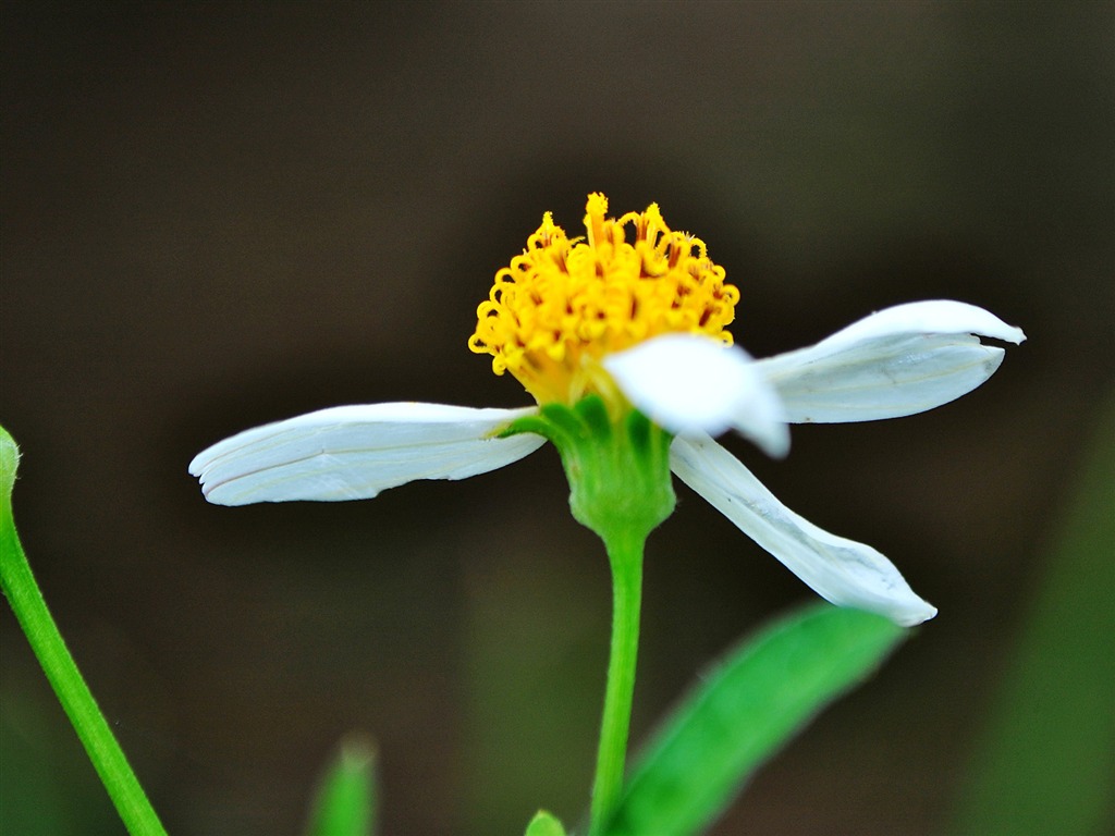 Macro Flower Grass (1) (genzhukou works) #17 - 1024x768