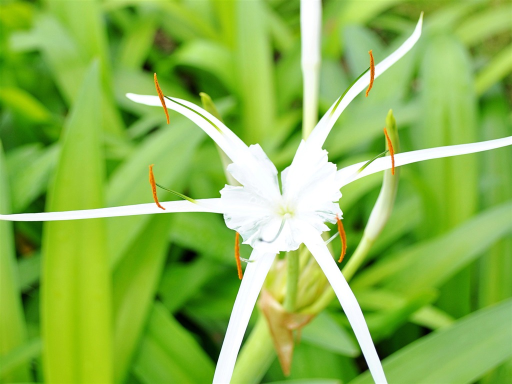 Macro Flower Grass (1) (genzhukou works) #18 - 1024x768