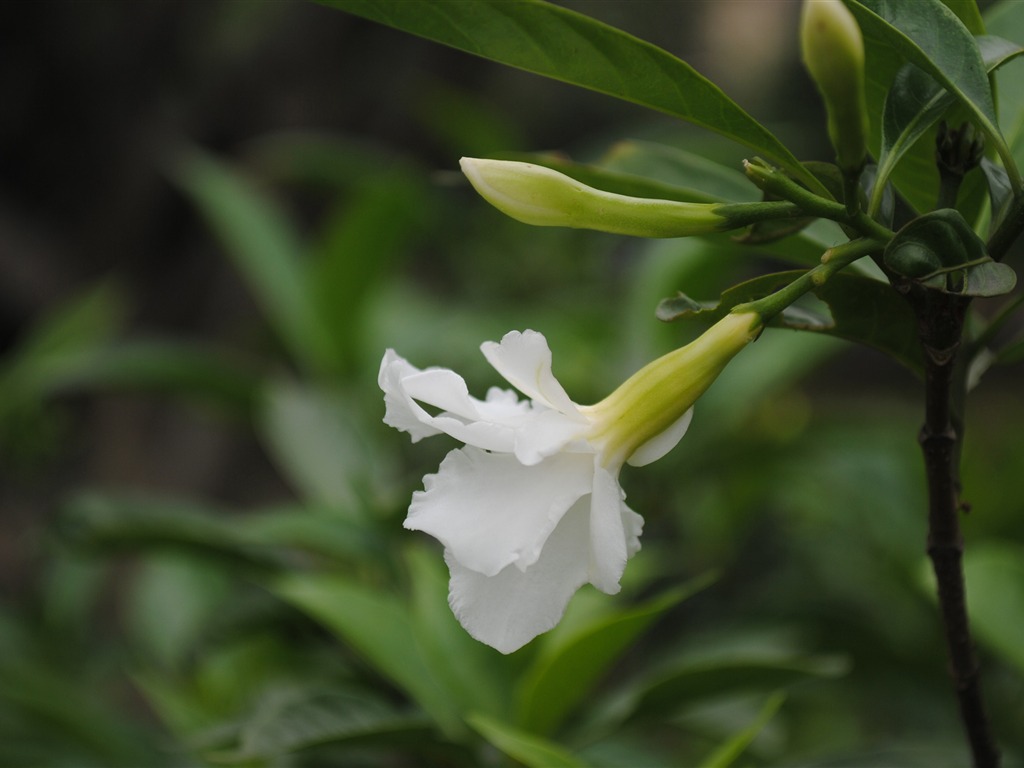 Macro Flower Grass (2) (genzhukou works) #6 - 1024x768