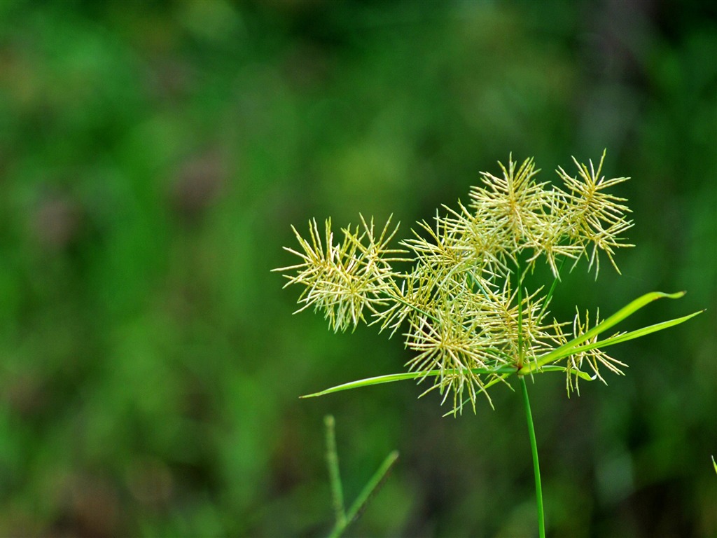 Macro Flower Grass (2) (genzhukou works) #7 - 1024x768