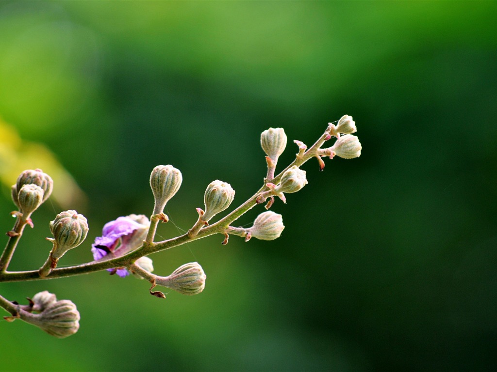 Macro Flower Grass (2) (genzhukou works) #8 - 1024x768