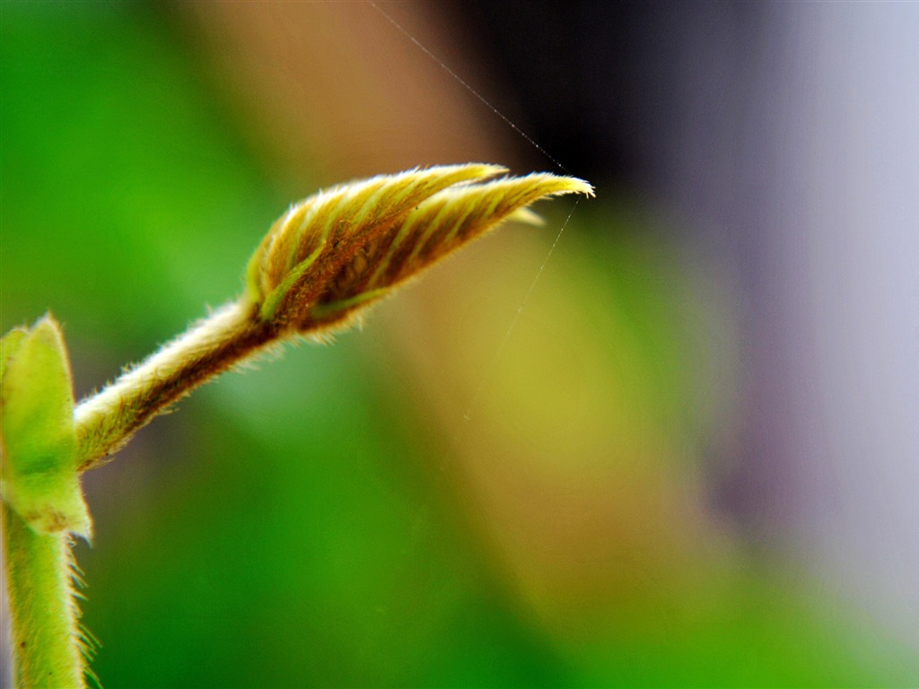 Macro Flower Grass (2) (genzhukou works) #9 - 1024x768