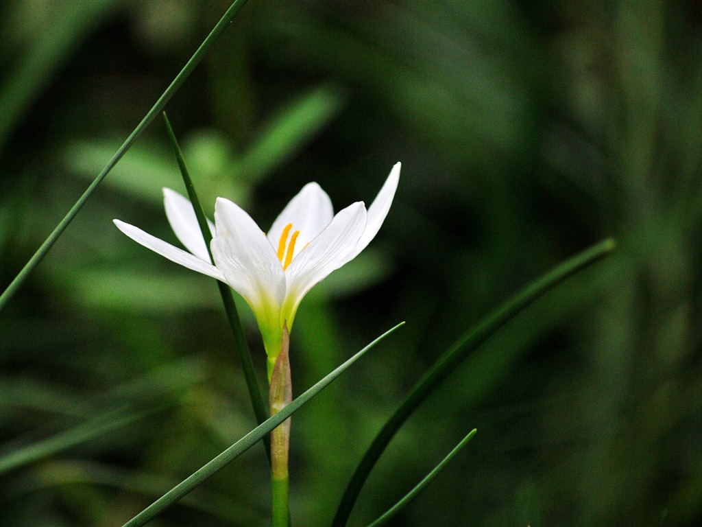 Macro Flower Grass (2) (genzhukou works) #10 - 1024x768