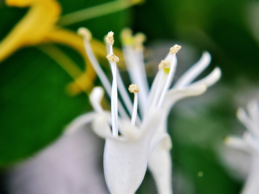 Macro Flower Grass (2) (genzhukou works) #12 - 1024x768