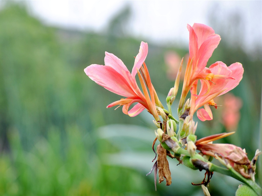 Macro Flower Grass (2) (genzhukou works) #13 - 1024x768