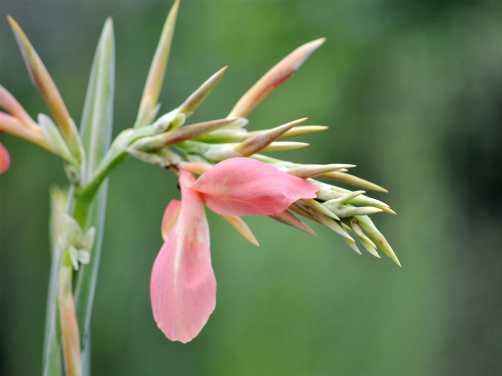 Macro Flower Grass (2) (genzhukou works) #14 - 1024x768