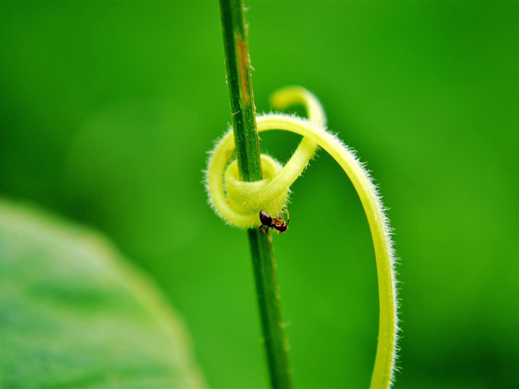 Macro Flower Grass (2) (genzhukou works) #15 - 1024x768