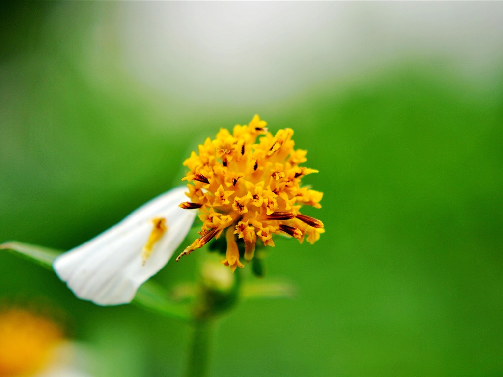 Macro Flower Grass (2) (genzhukou works) #17 - 1024x768