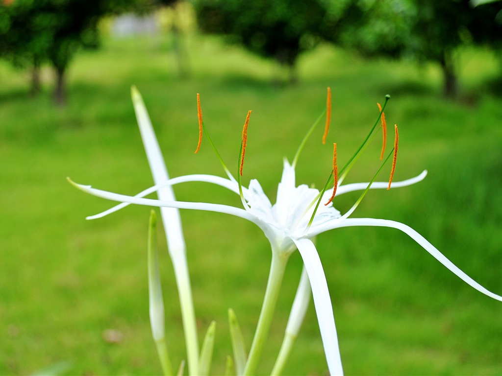 Macro flor de hierba (2) (obras genzhukou) #19 - 1024x768