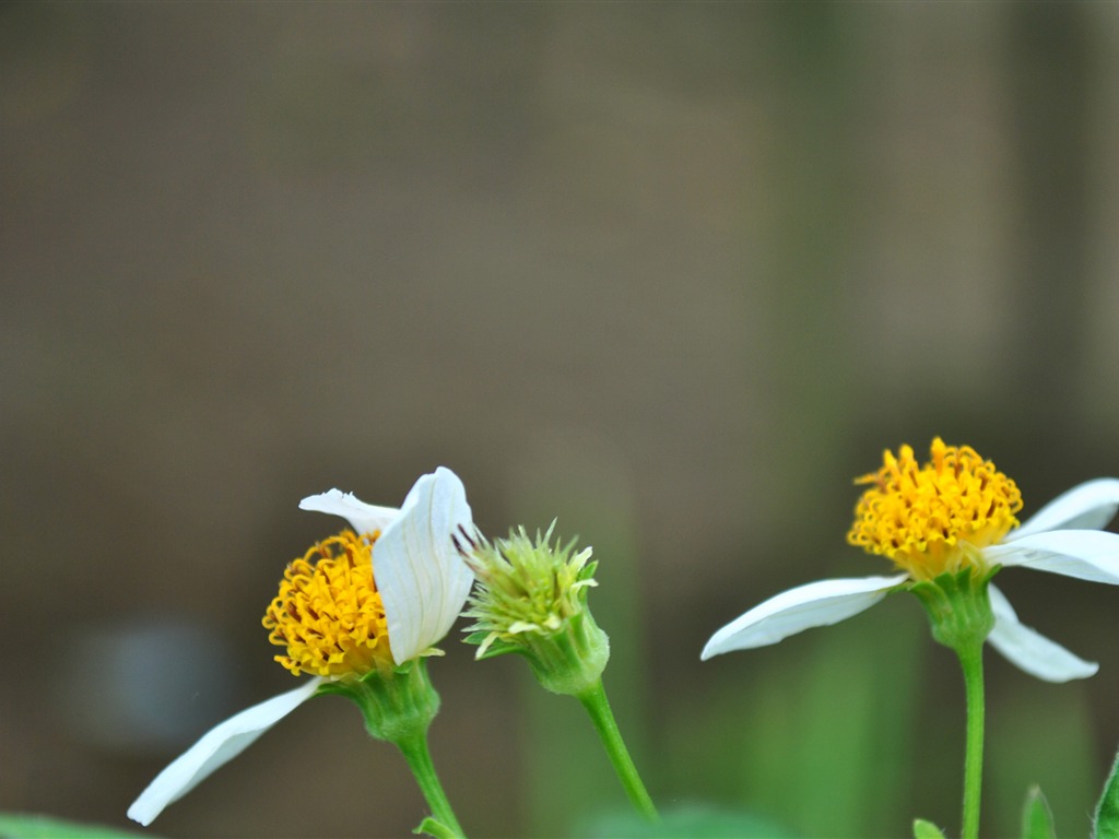 Macro Flower Grass (2) (genzhukou works) #20 - 1024x768