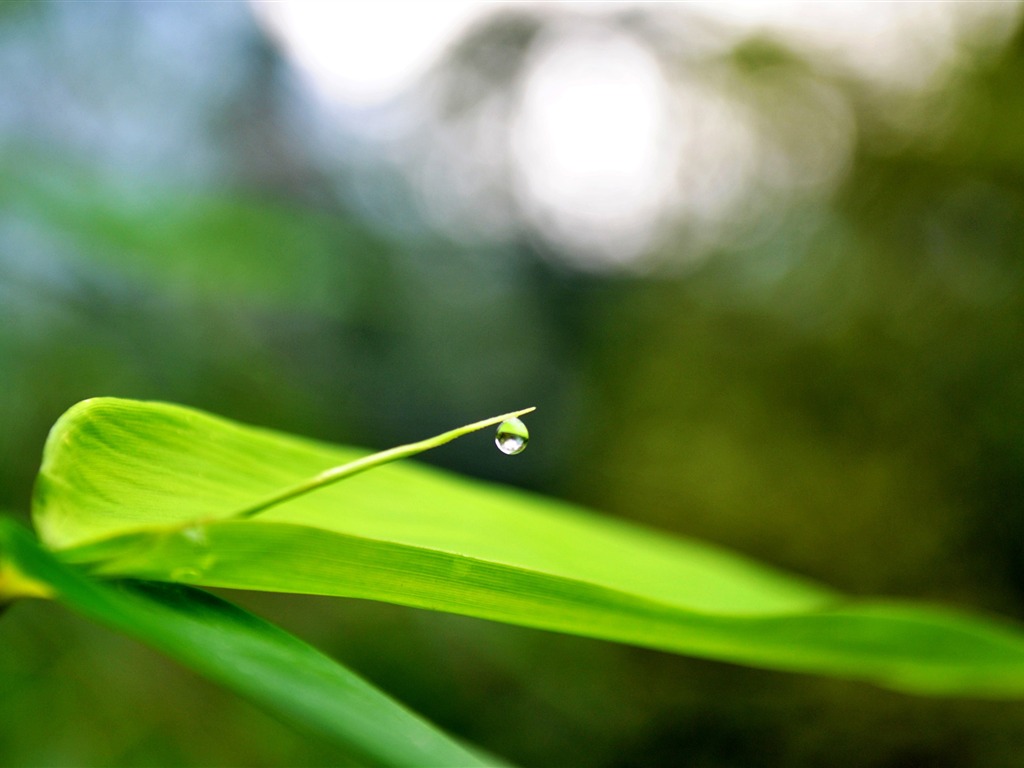 Macro Flower Grass (2) (genzhukou works) #21 - 1024x768