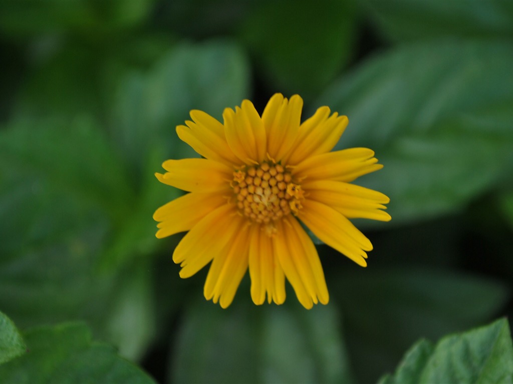 Macro Flower Grass (2) (genzhukou works) #23 - 1024x768