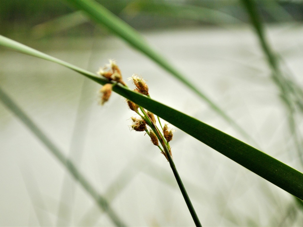 Macro Fleur Grass (2) (travaux genzhukou) #28 - 1024x768