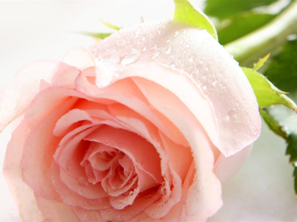 Velké Rose Foto tapety (5) #5 - 1024x768