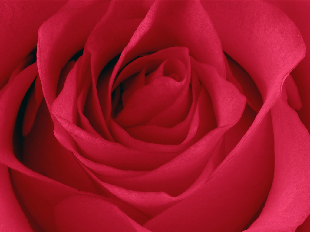 Large Rose Photo Wallpaper (5) #11 - 1024x768