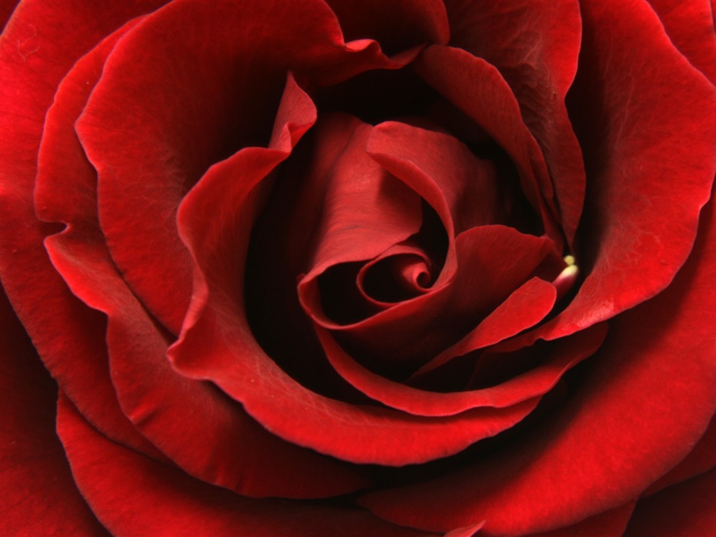 Large Rose Photo Wallpaper (5) #12 - 1024x768