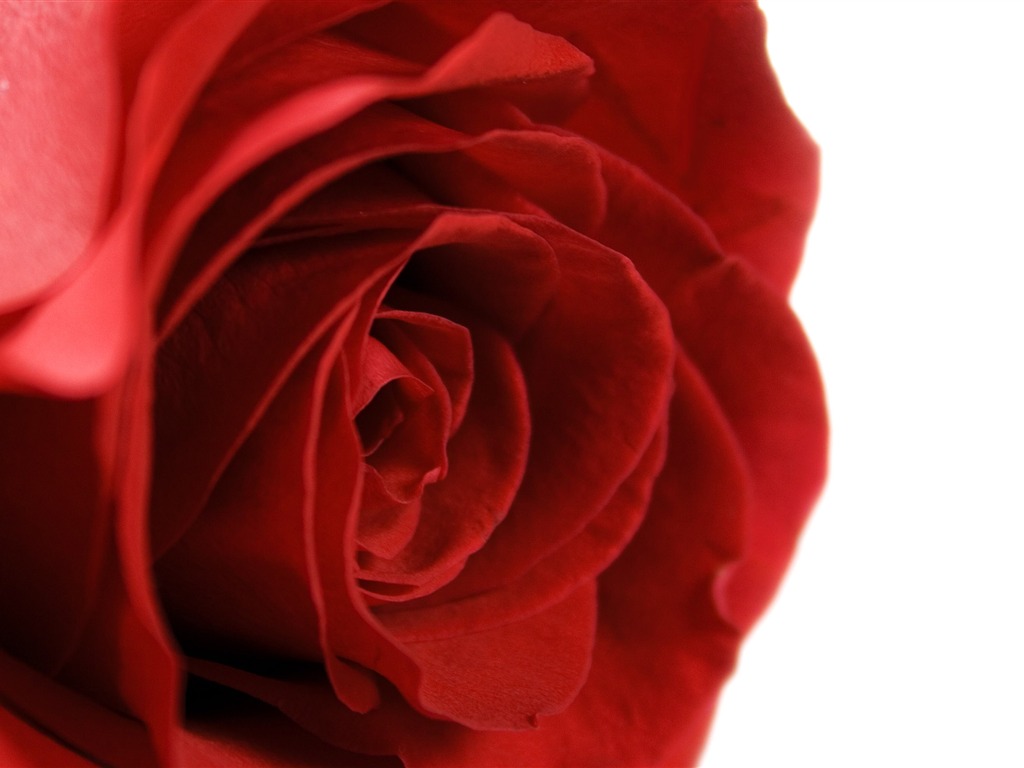 Large Rose Photo Wallpaper (5) #15 - 1024x768