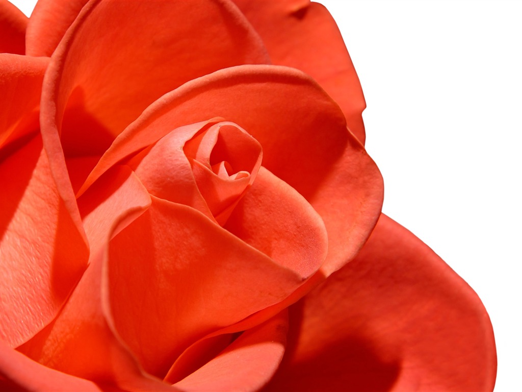 Large Rose Photo Wallpaper (5) #16 - 1024x768